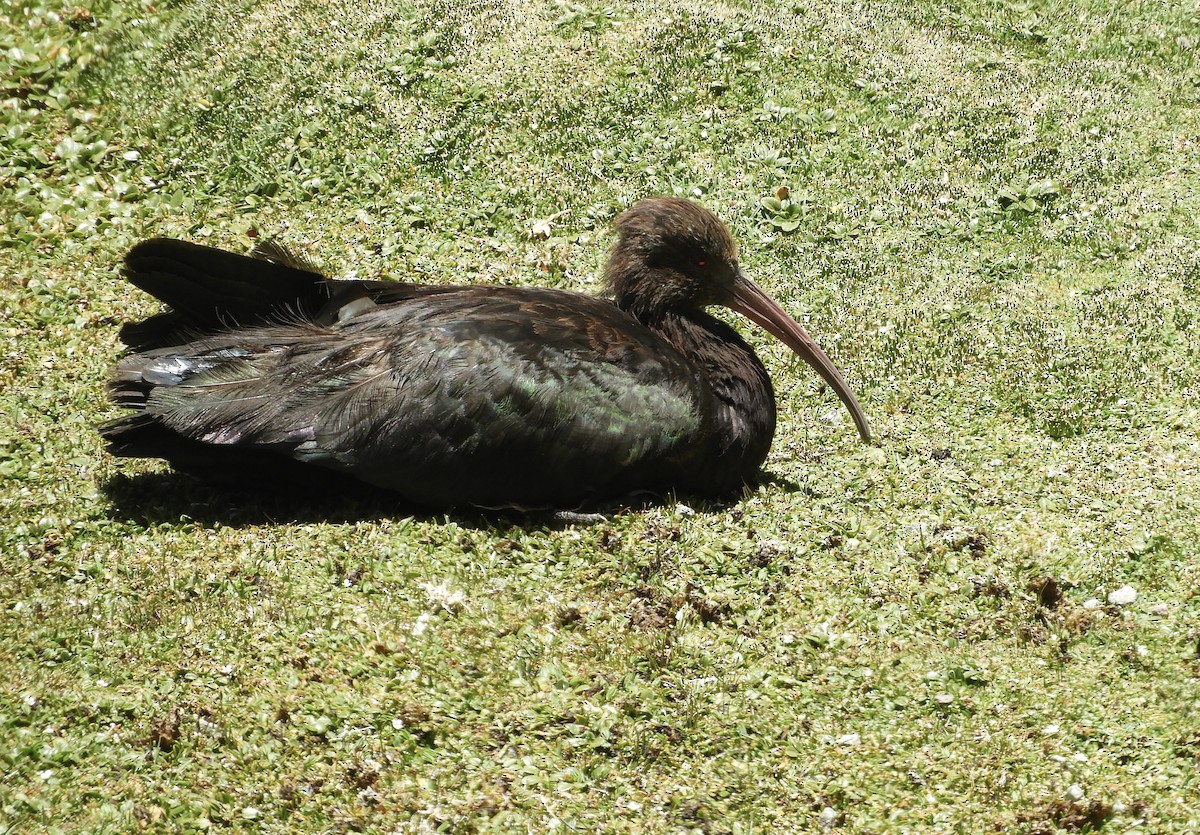 Puna Ibis - ML618687327