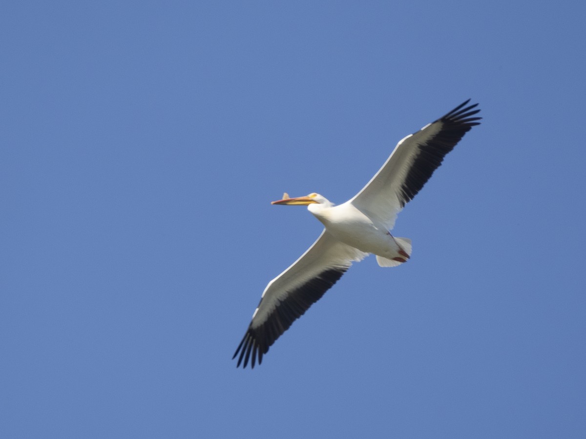 American White Pelican - Steven Hunter