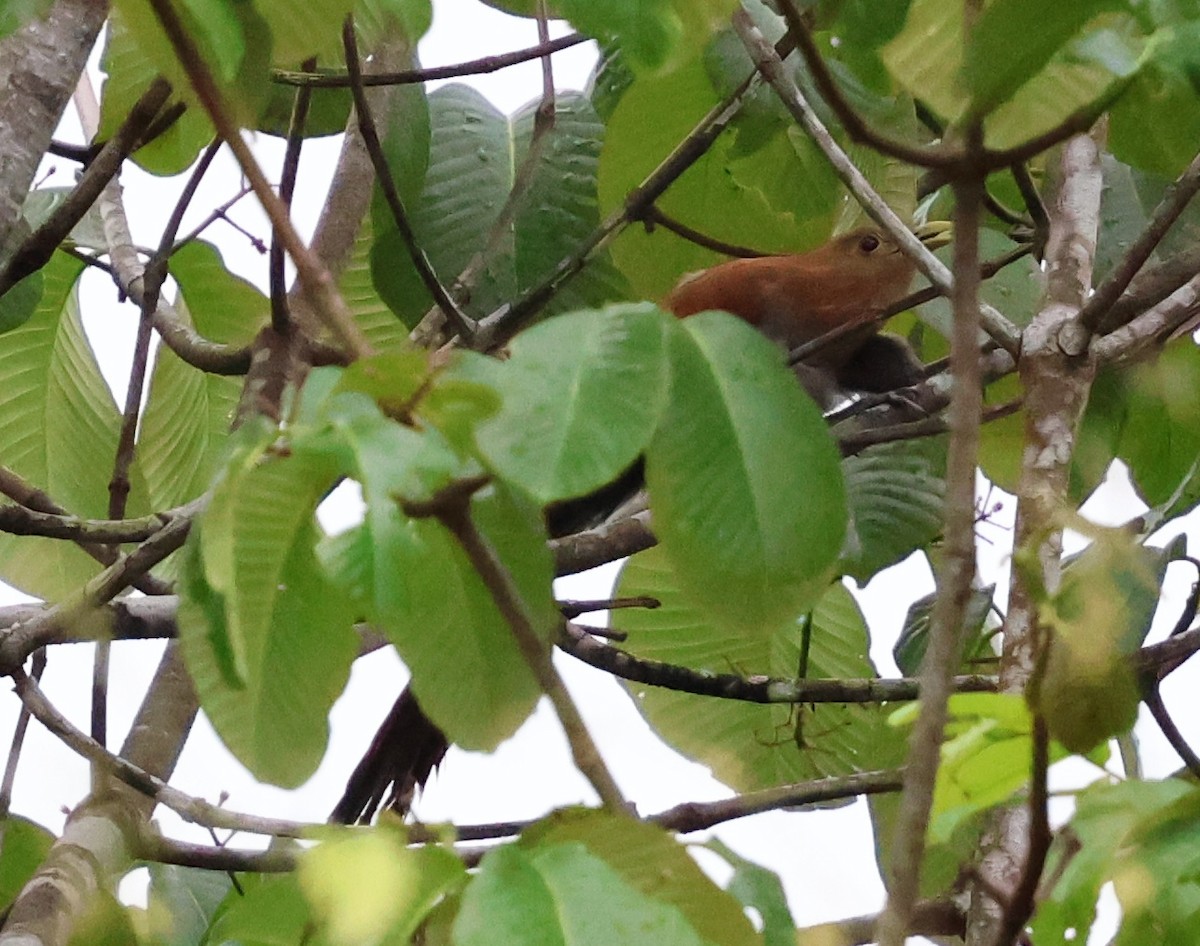 Squirrel Cuckoo - ML618687368