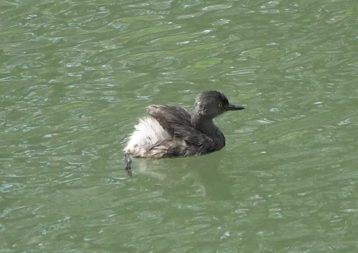 Least Grebe - ML618687399