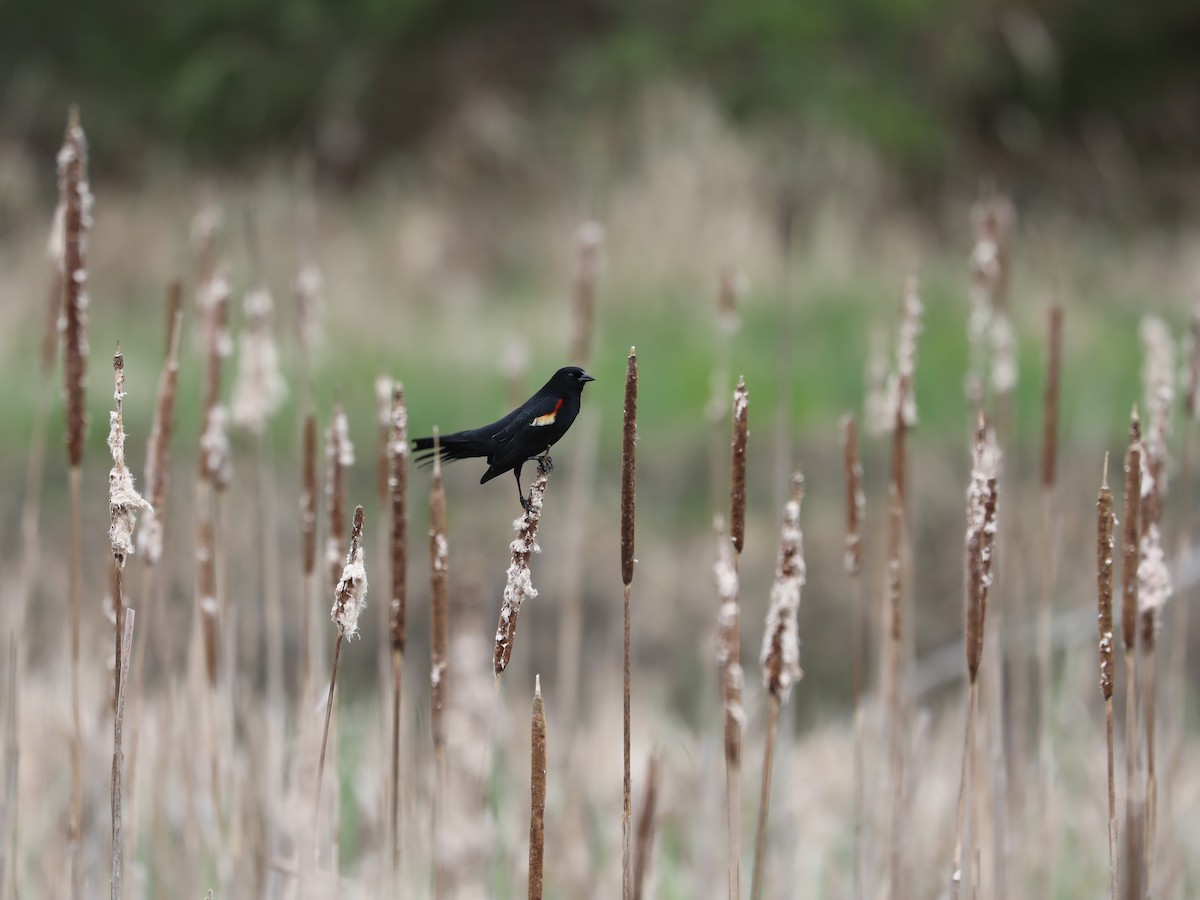 Red-winged Blackbird - ML618687403