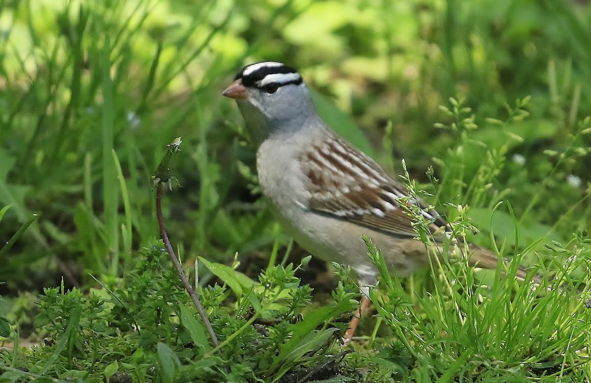 Bruant à couronne blanche (leucophrys) - ML618687408