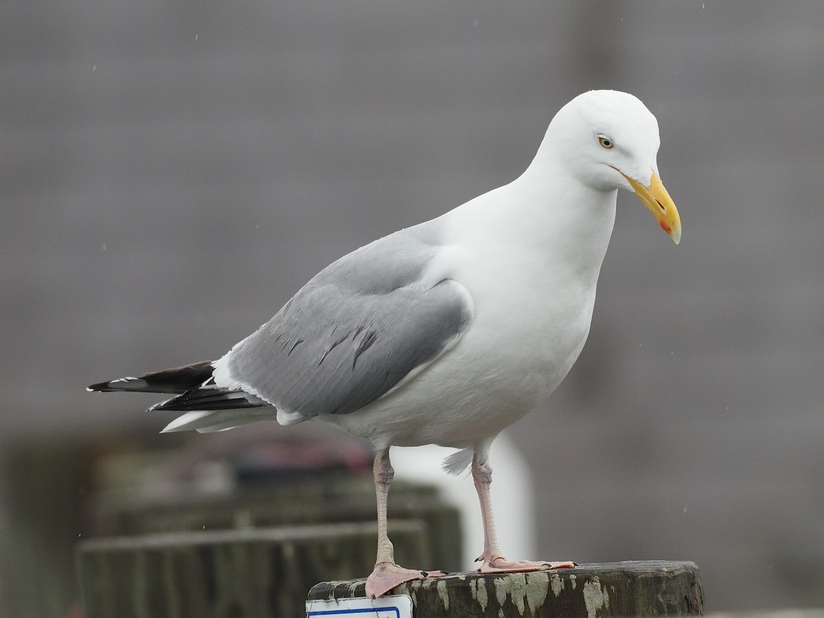 Goéland argenté - ML618687419