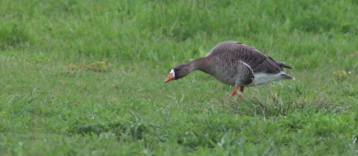 Greater White-fronted Goose - ML618687422