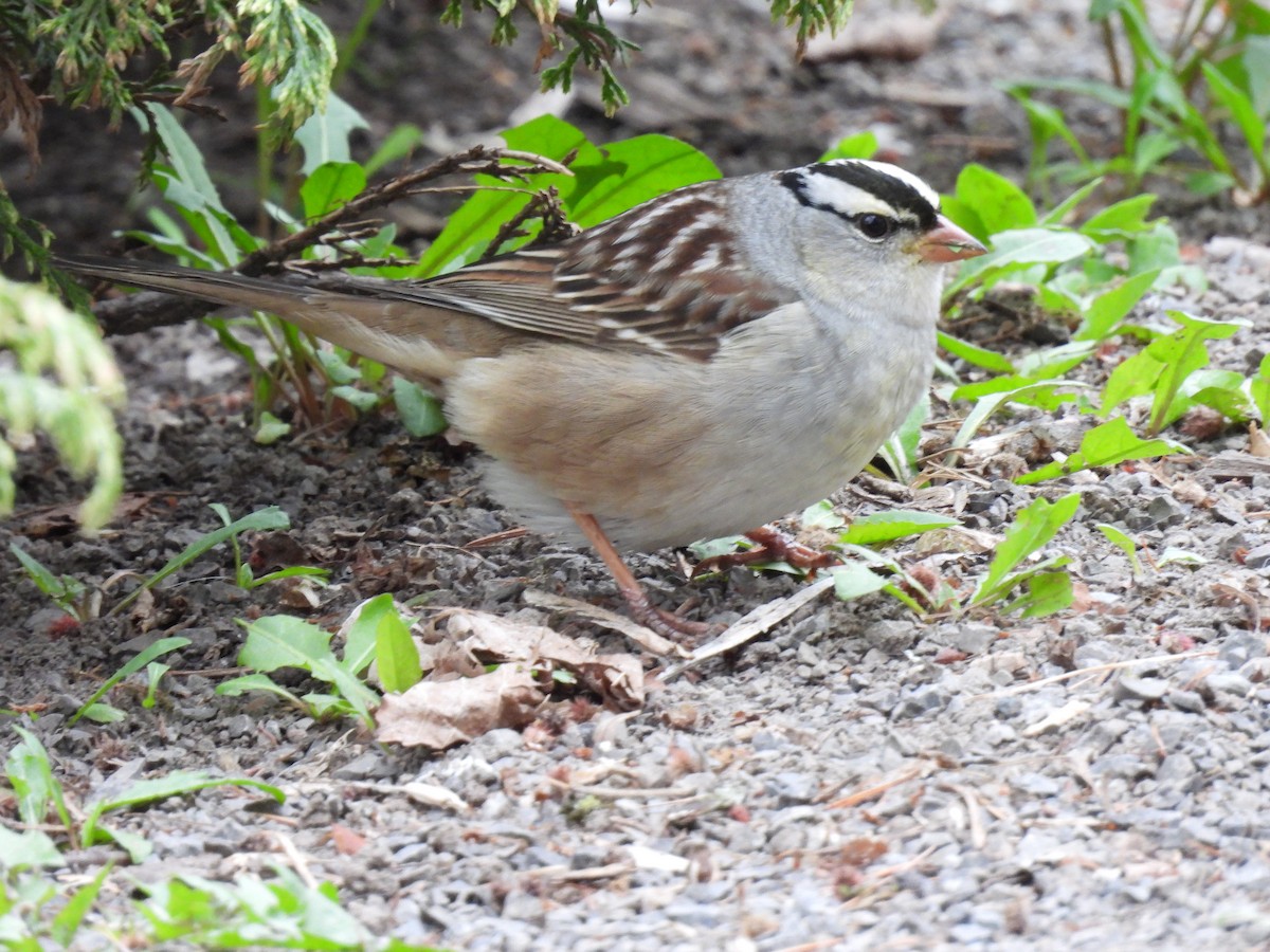 White-crowned Sparrow - Lisette Cote