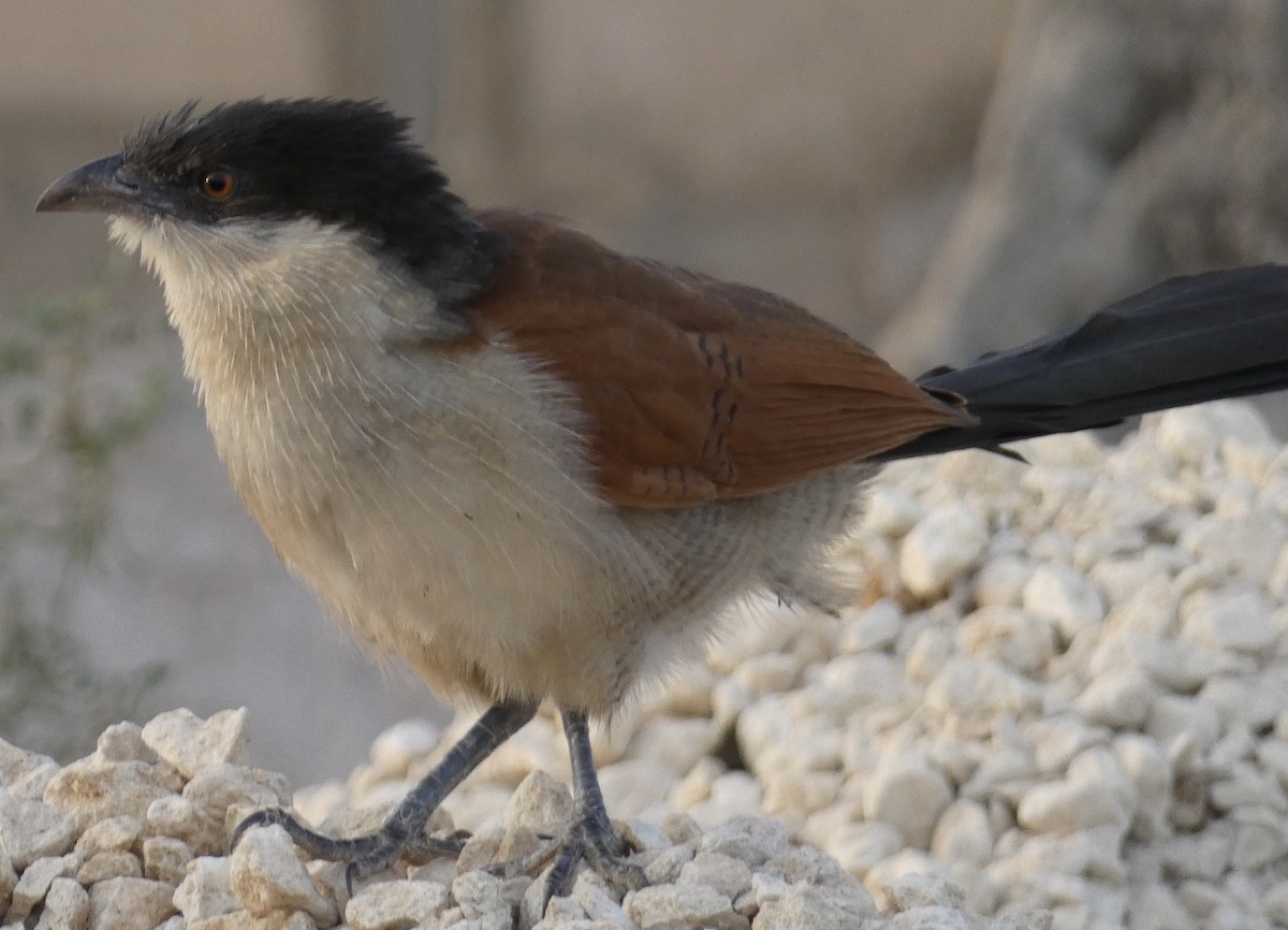 Senegal Coucal - ML618687450