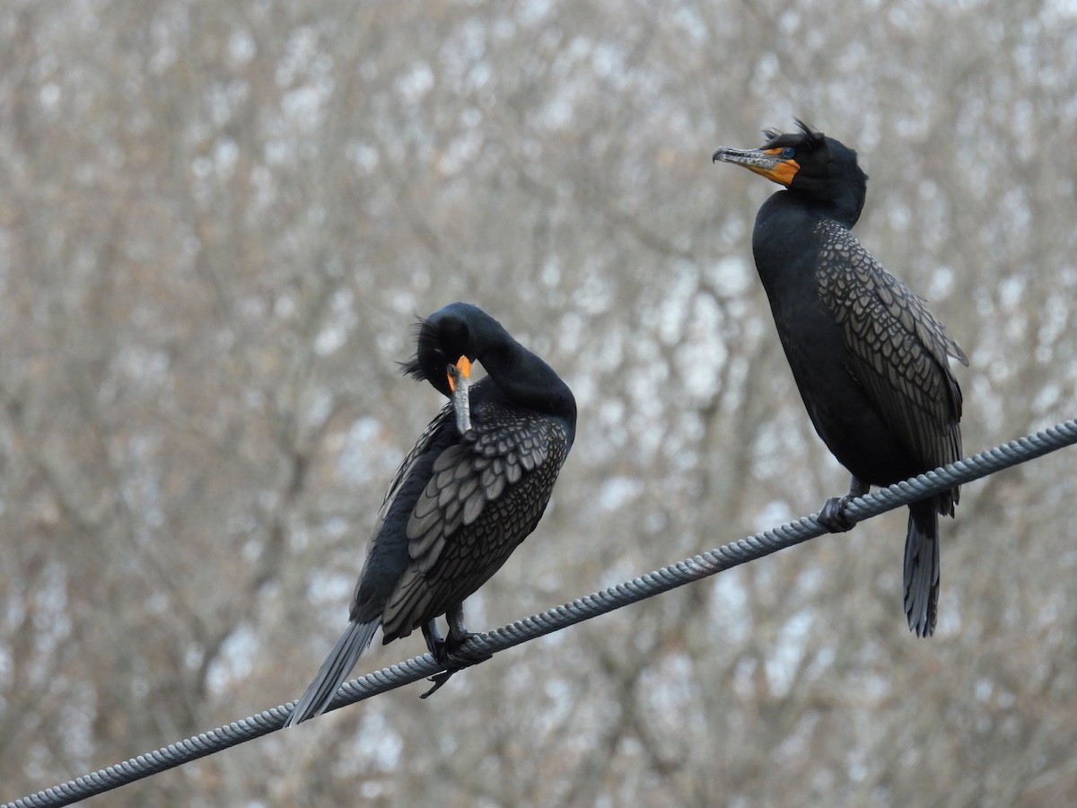 Double-crested Cormorant - Trish Berube