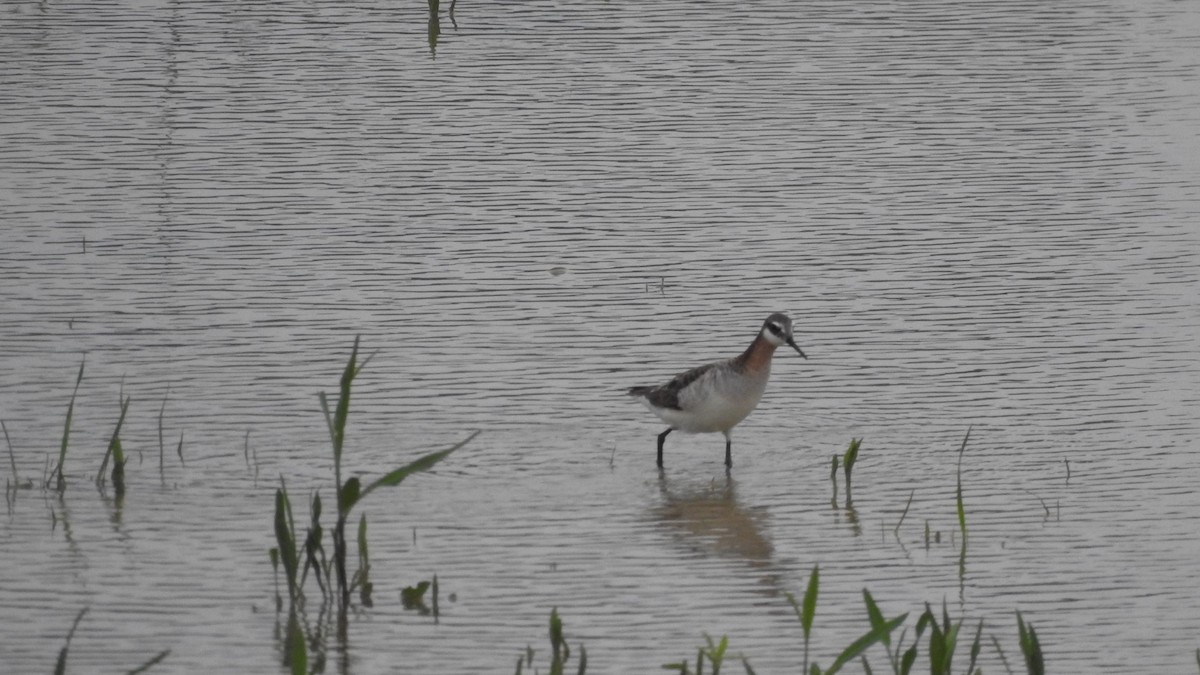 Wilson's Phalarope - ML618687547