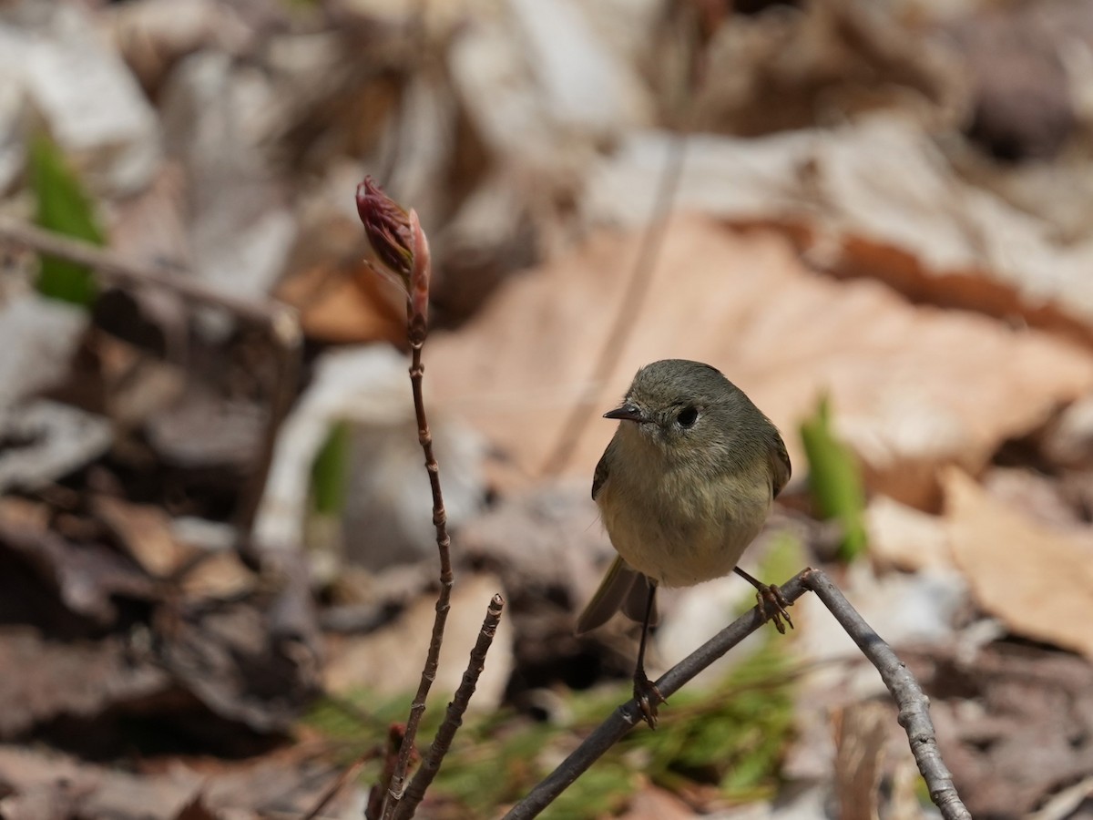 Ruby-crowned Kinglet - ML618687554
