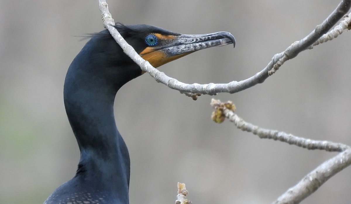 Double-crested Cormorant - Trish Berube