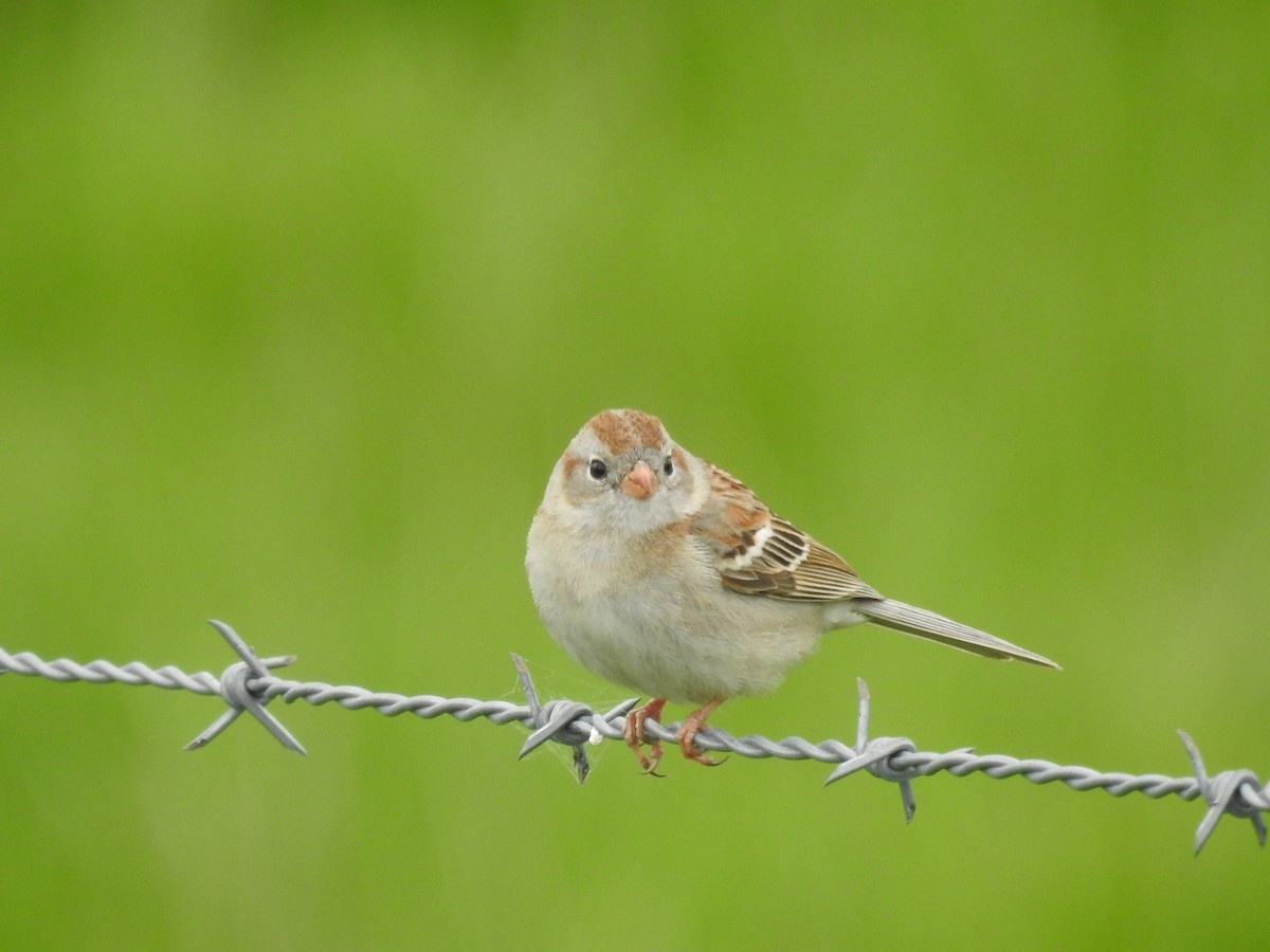Field Sparrow - ML618687559