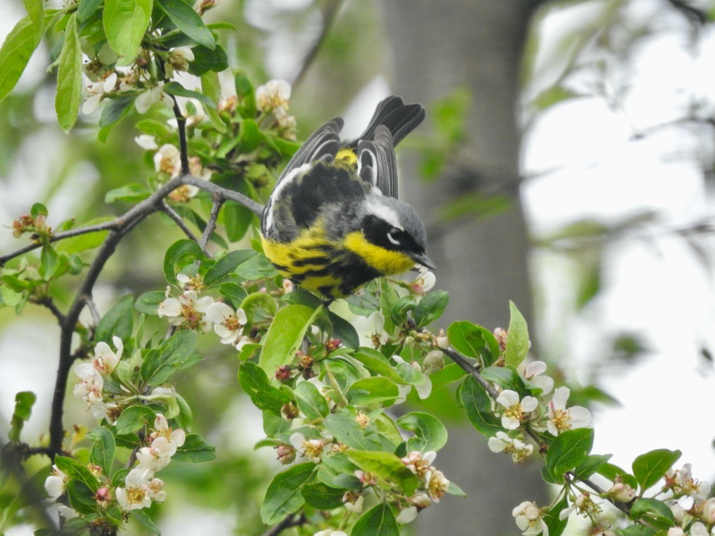 Magnolia Warbler - Mary  McMahon