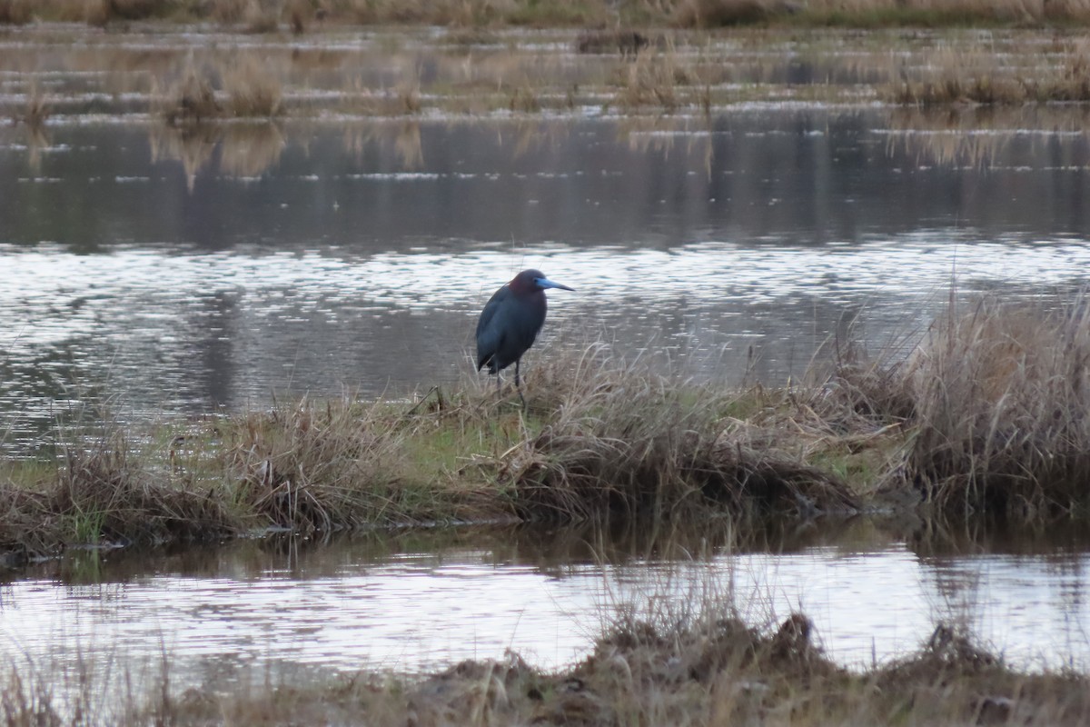 Little Blue Heron - ML618687563