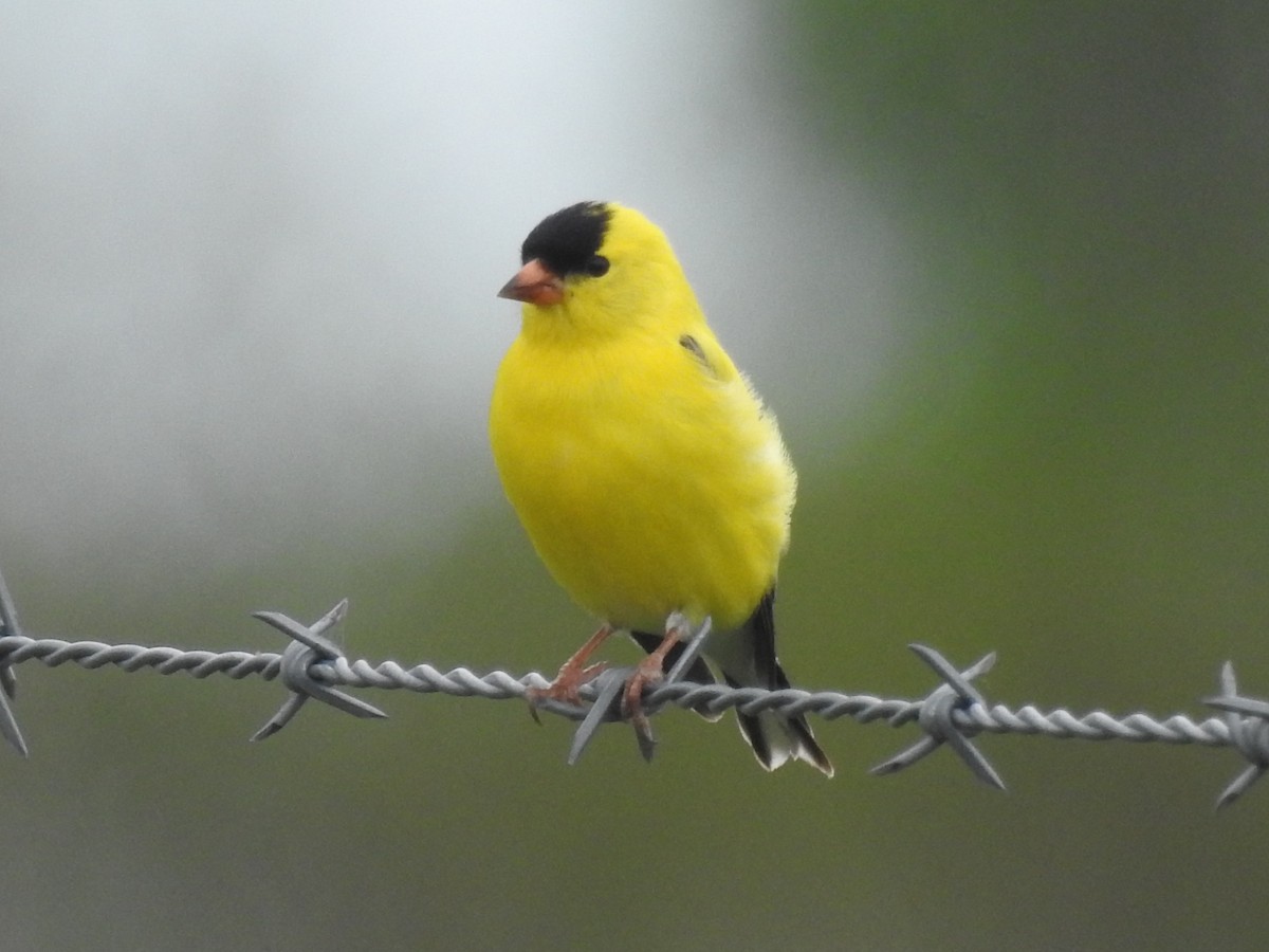 American Goldfinch - ML618687568