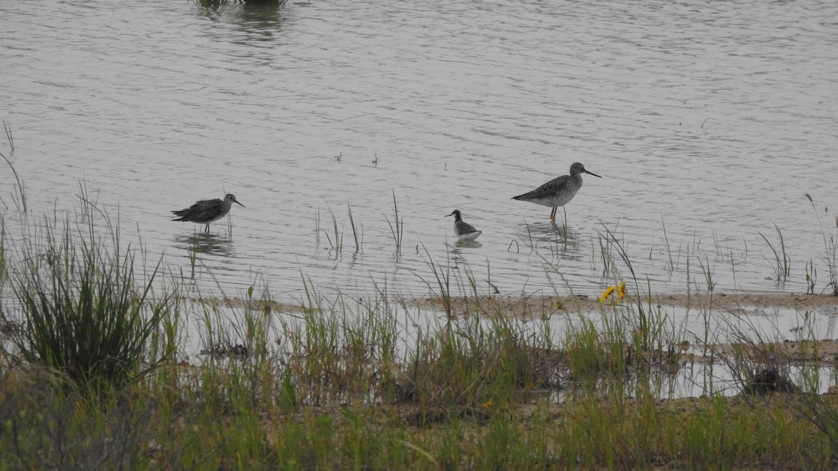 Lesser Yellowlegs - ML618687571