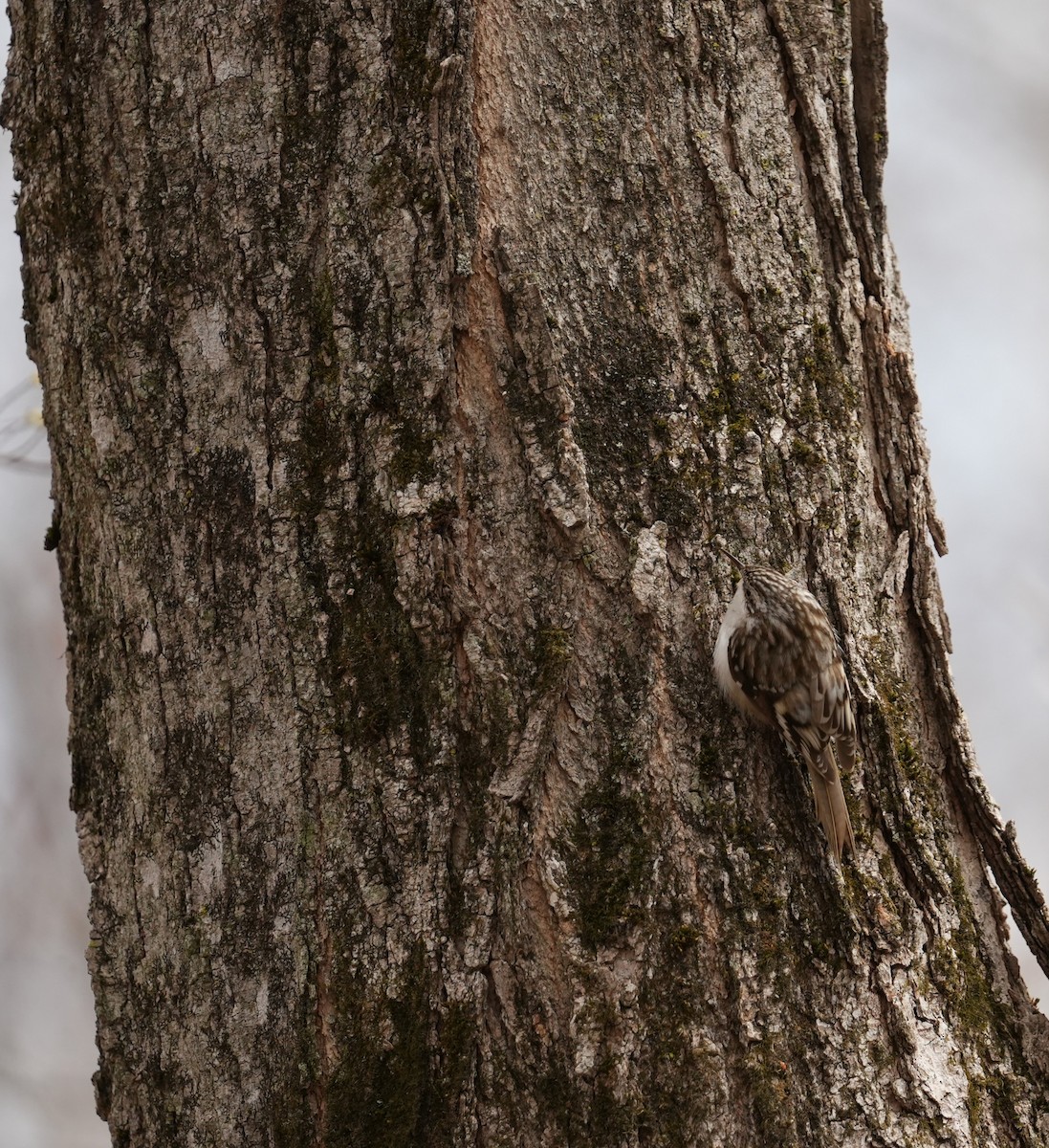 Brown Creeper - ML618687574