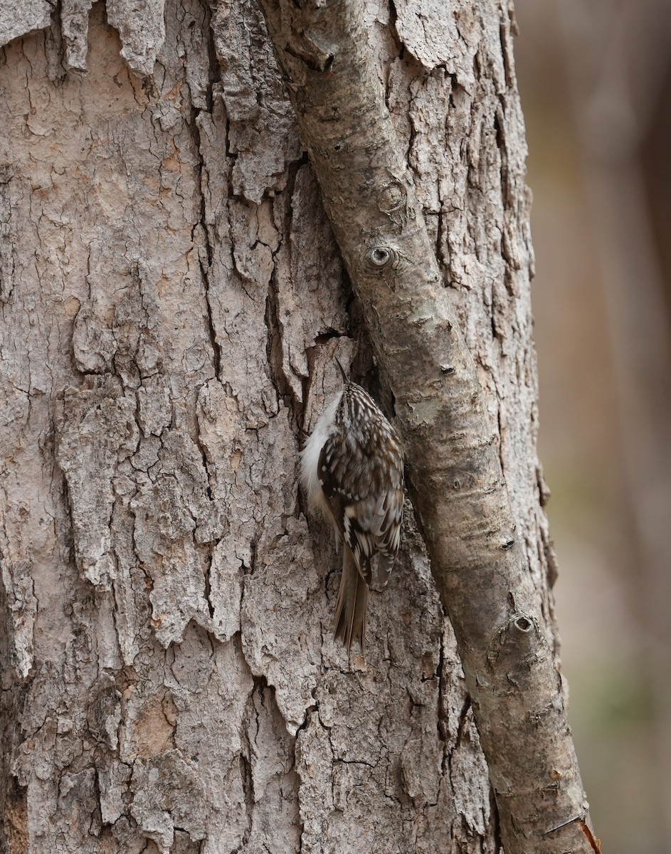 Brown Creeper - ML618687575