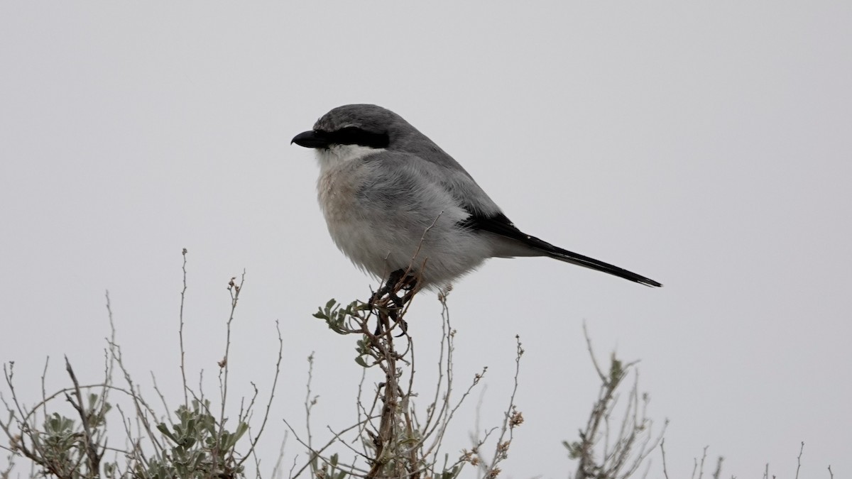 Loggerhead Shrike - ML618687627