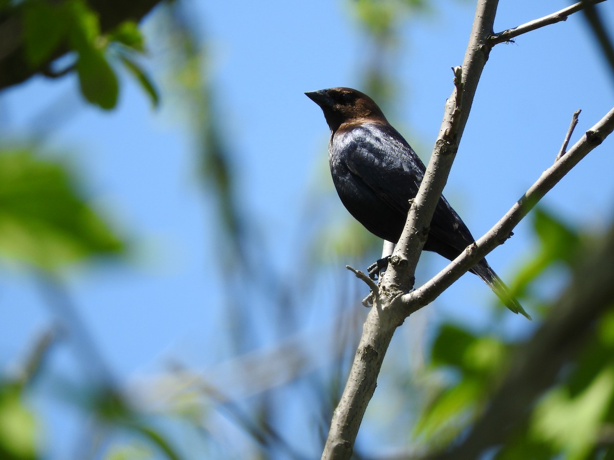 Brown-headed Cowbird - ML618687635