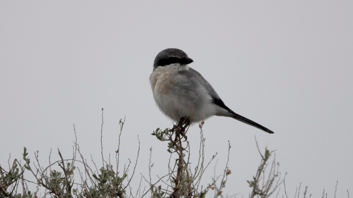 Loggerhead Shrike - Justus Crawford