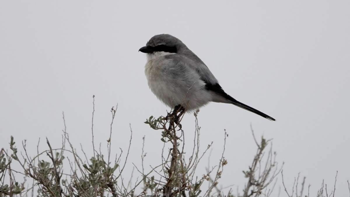 Loggerhead Shrike - Justus Crawford