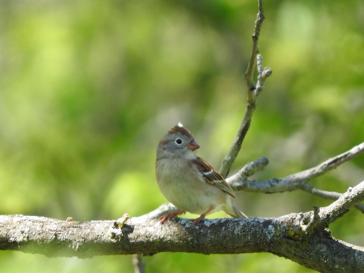 Field Sparrow - ML618687658