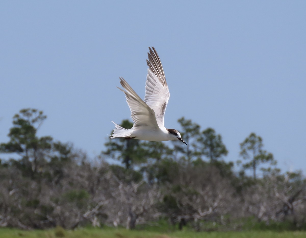 Common Tern - ML618687672