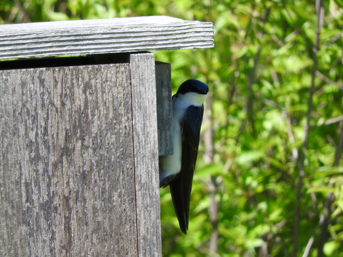 Tree Swallow - ML618687676