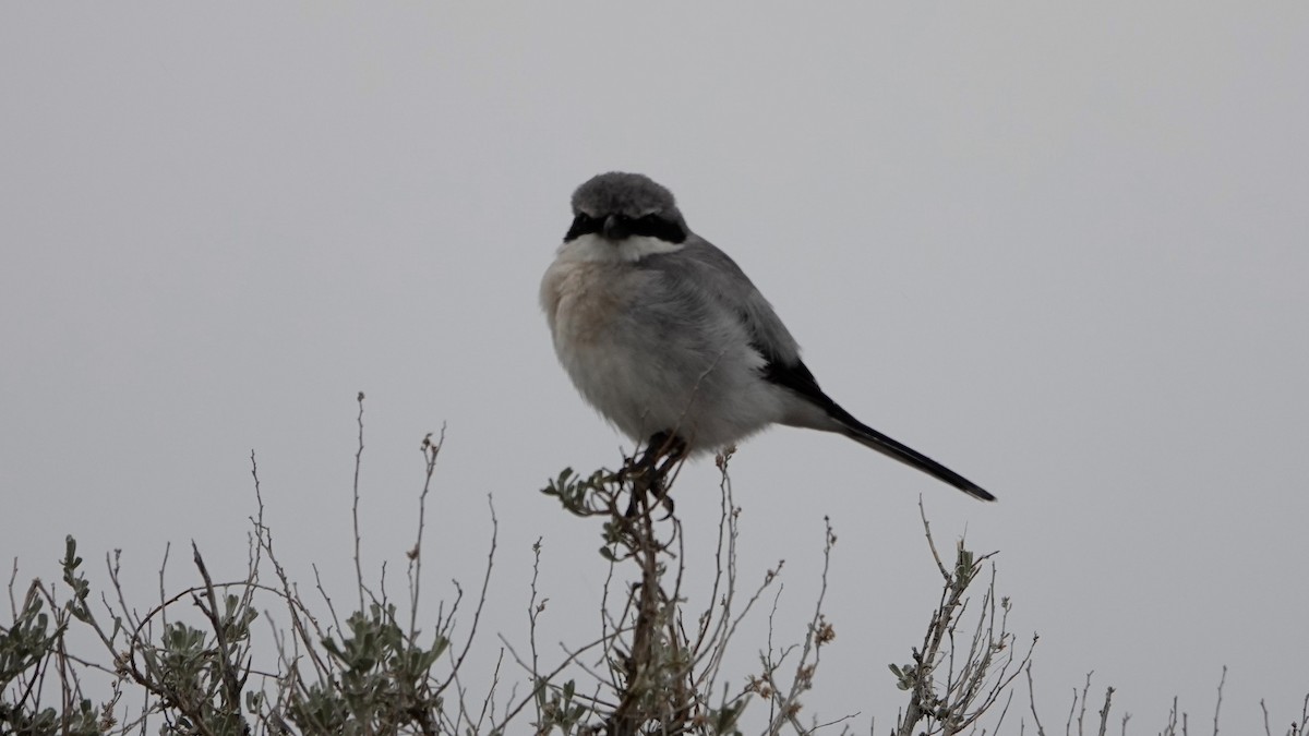 Loggerhead Shrike - ML618687677