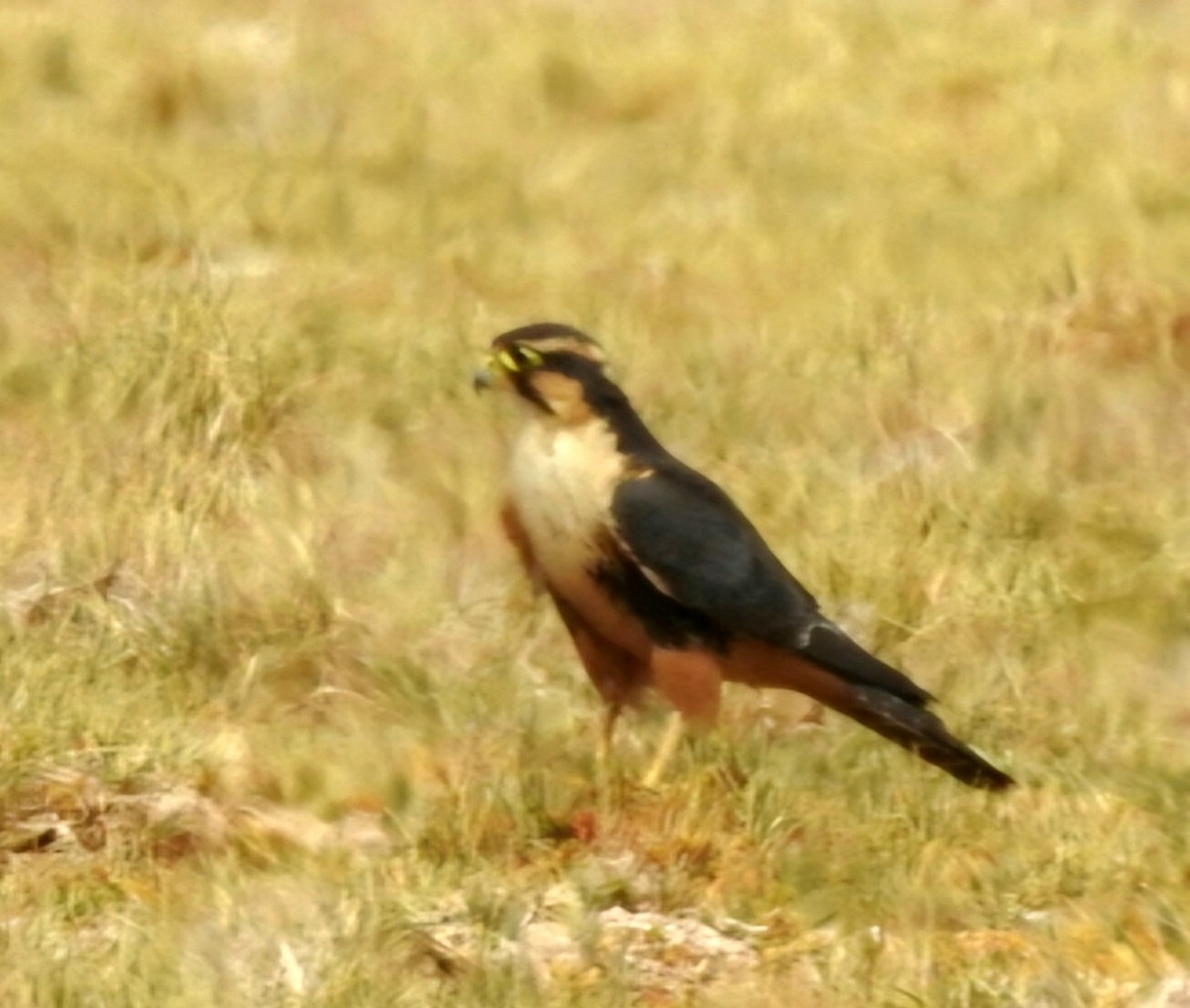 Aplomado Falcon - ML618687681