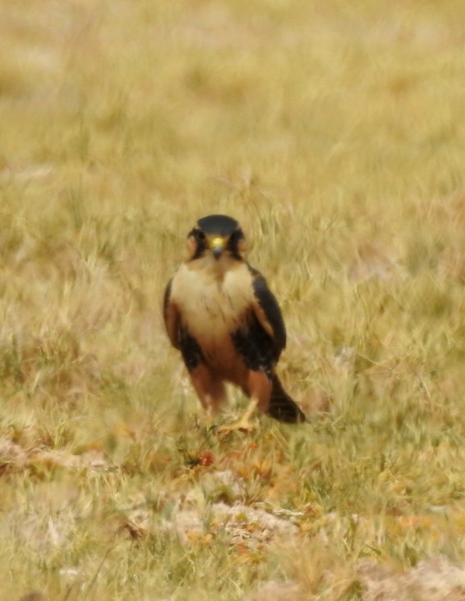 Aplomado Falcon - ML618687682