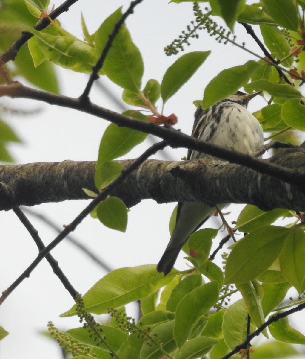 Blackpoll Warbler - Mary  McMahon