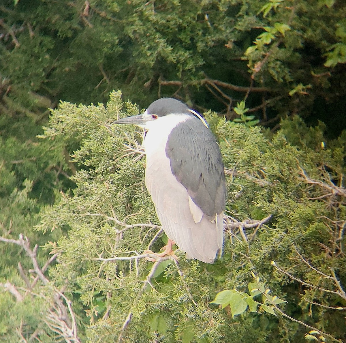 Black-crowned Night Heron - ML618687697