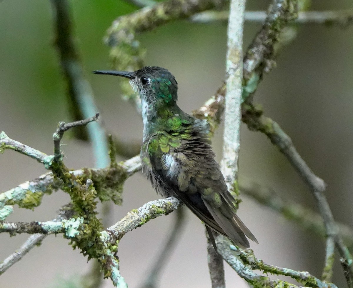 Azure-crowned Hummingbird - ML618687711