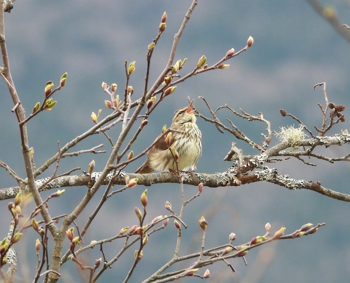 Drosselwaldsänger - ML618687712