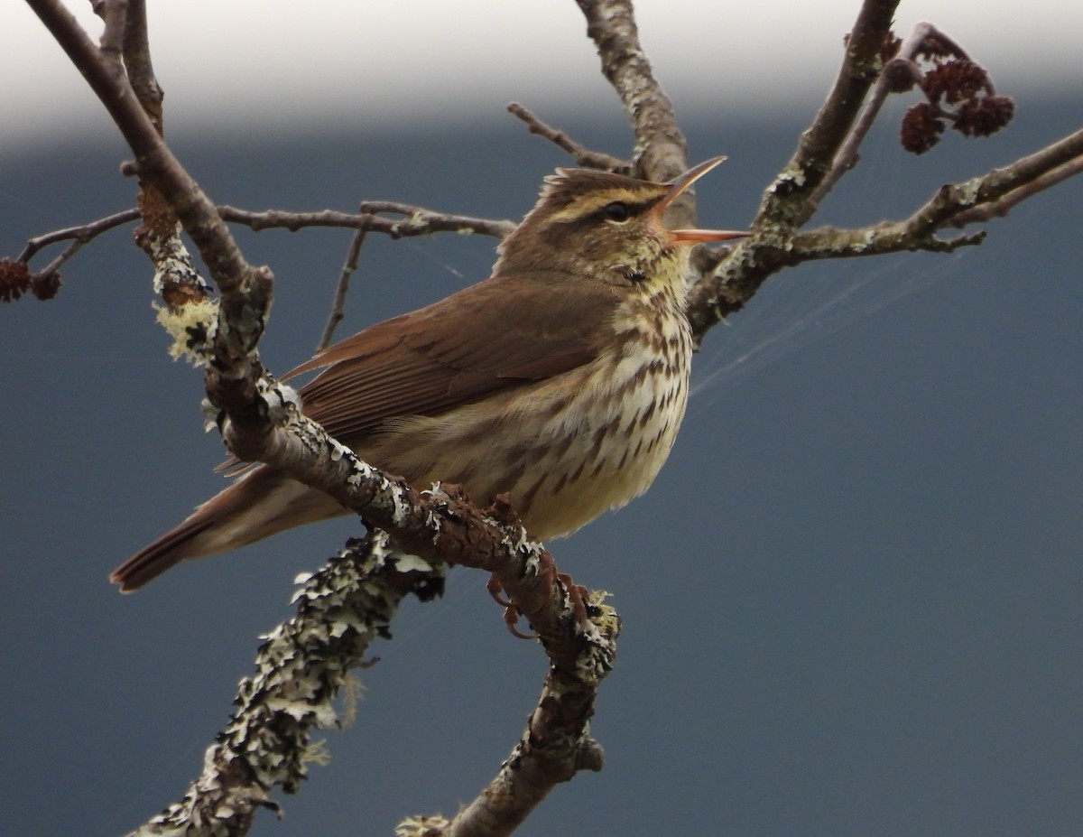 Northern Waterthrush - ML618687713