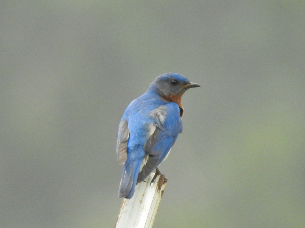 Eastern Bluebird - Kathryn McAleese