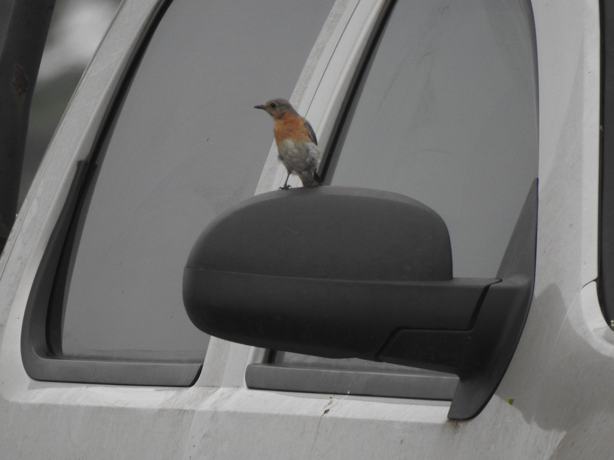 Eastern Bluebird - Kathryn McAleese