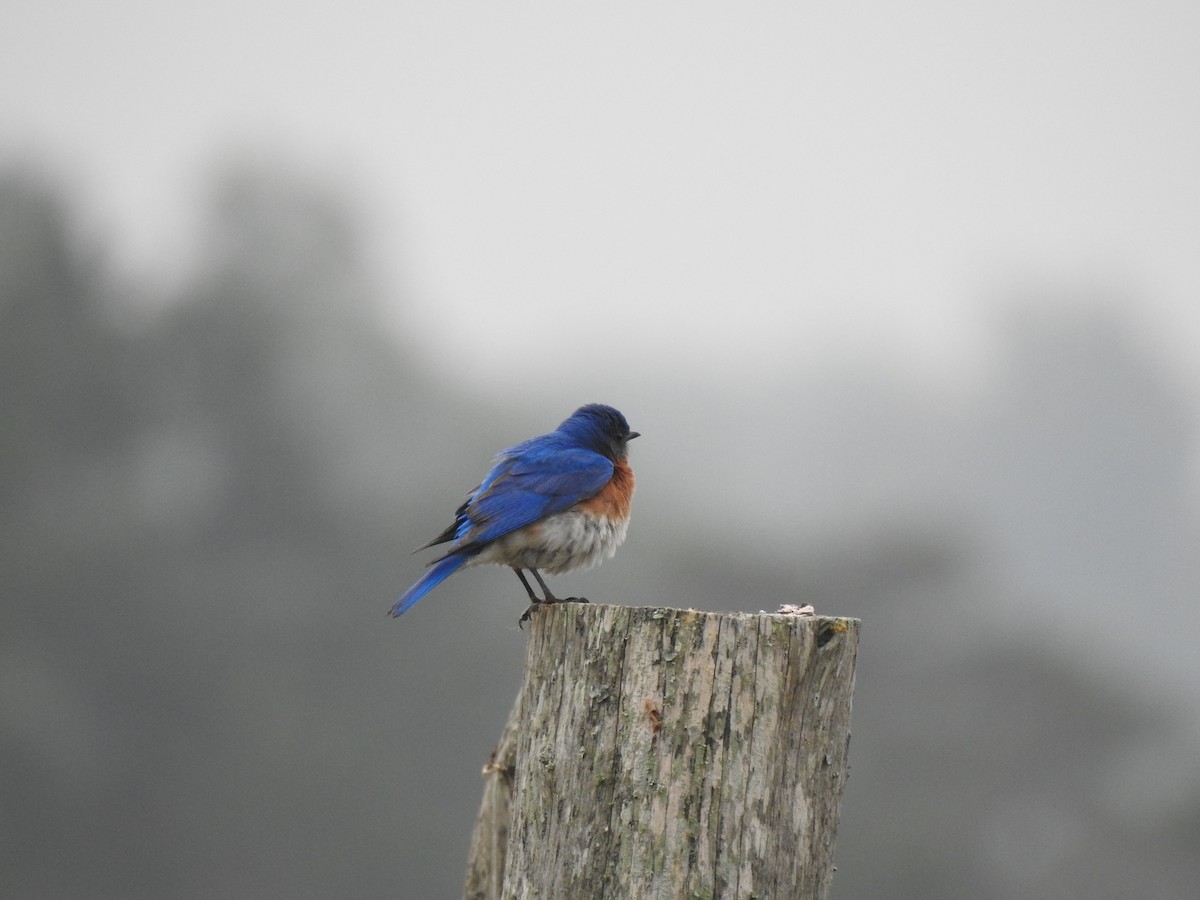 Eastern Bluebird - Kathryn McAleese