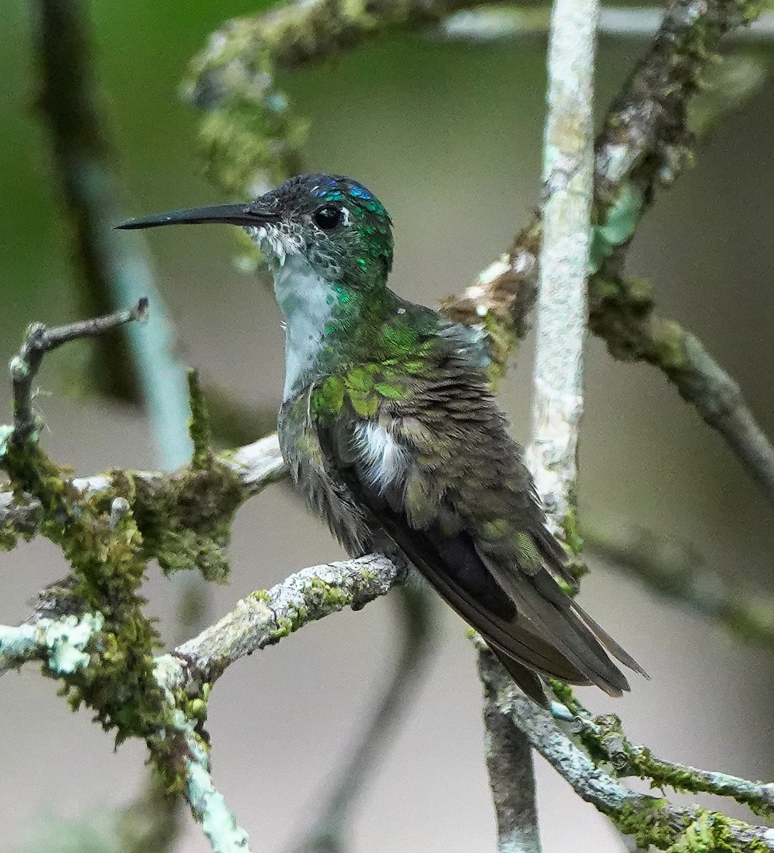 Azure-crowned Hummingbird - ML618687782