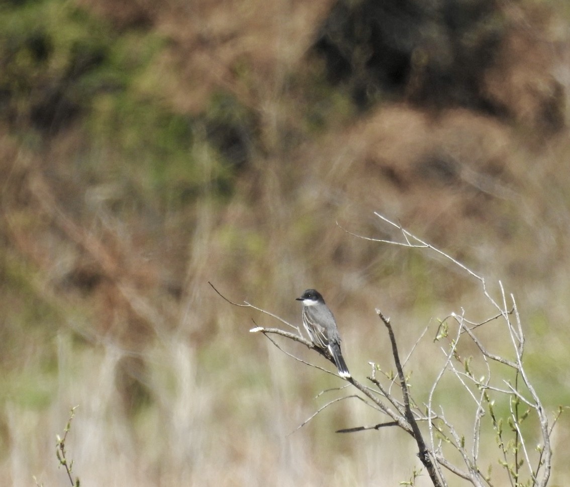 Eastern Kingbird - ML618687799