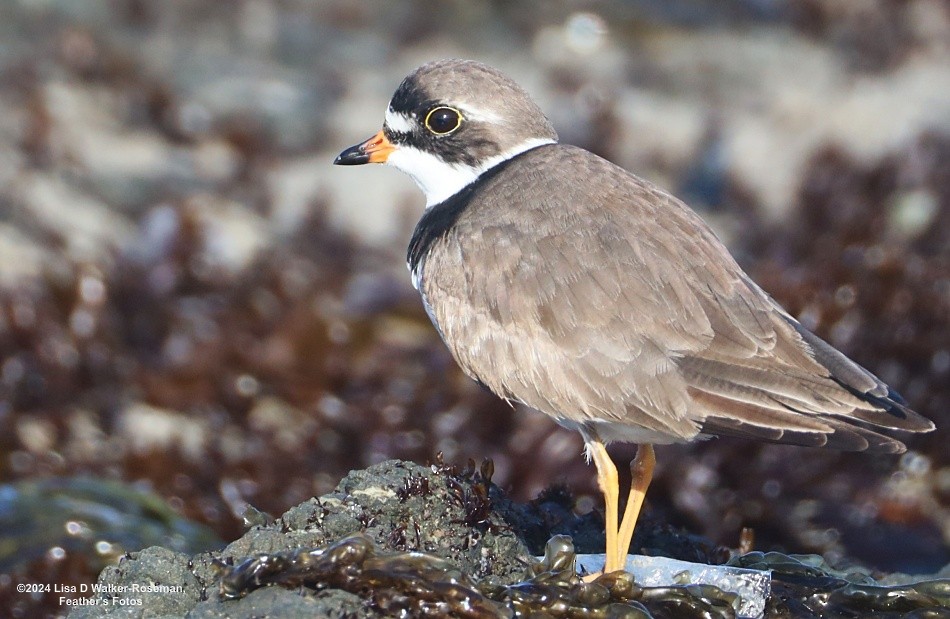 Semipalmated Plover - ML618687801