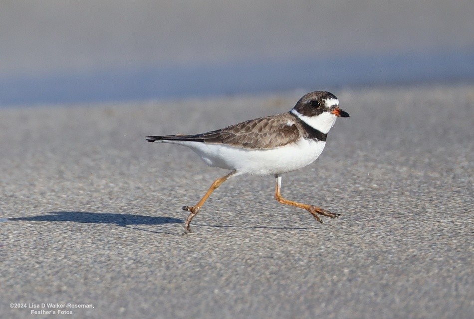 Semipalmated Plover - ML618687803