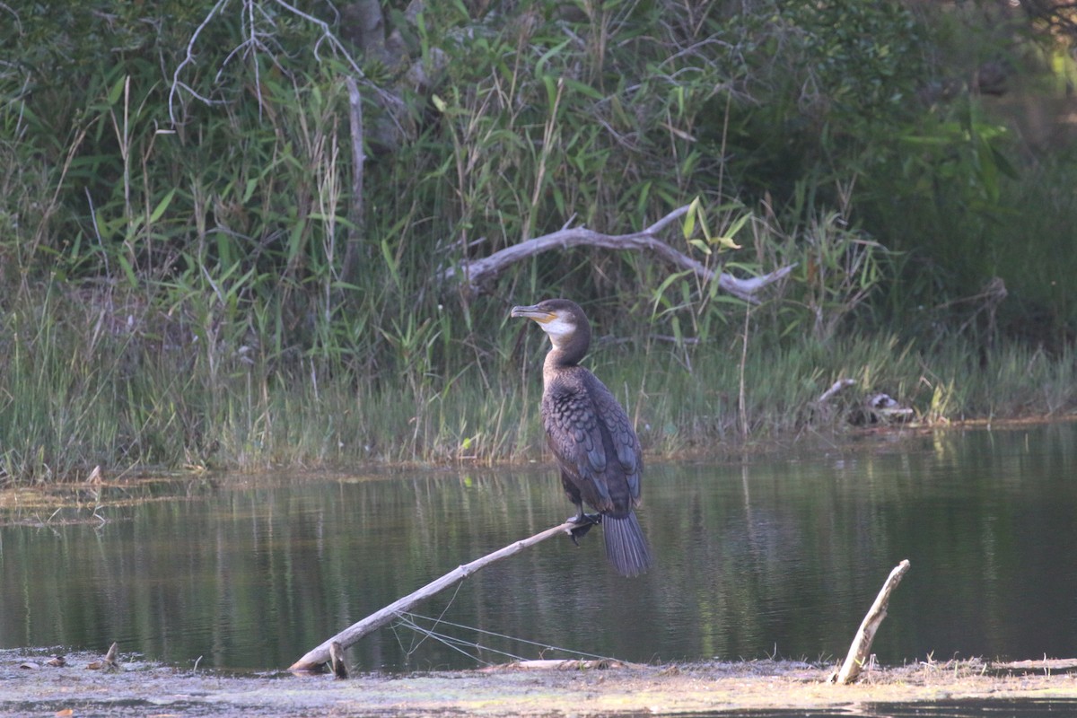 Cormorán Grande - ML618687830