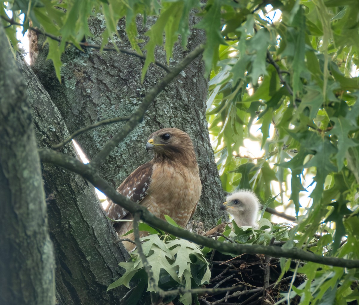 Red-shouldered Hawk - Stewart Mayhew