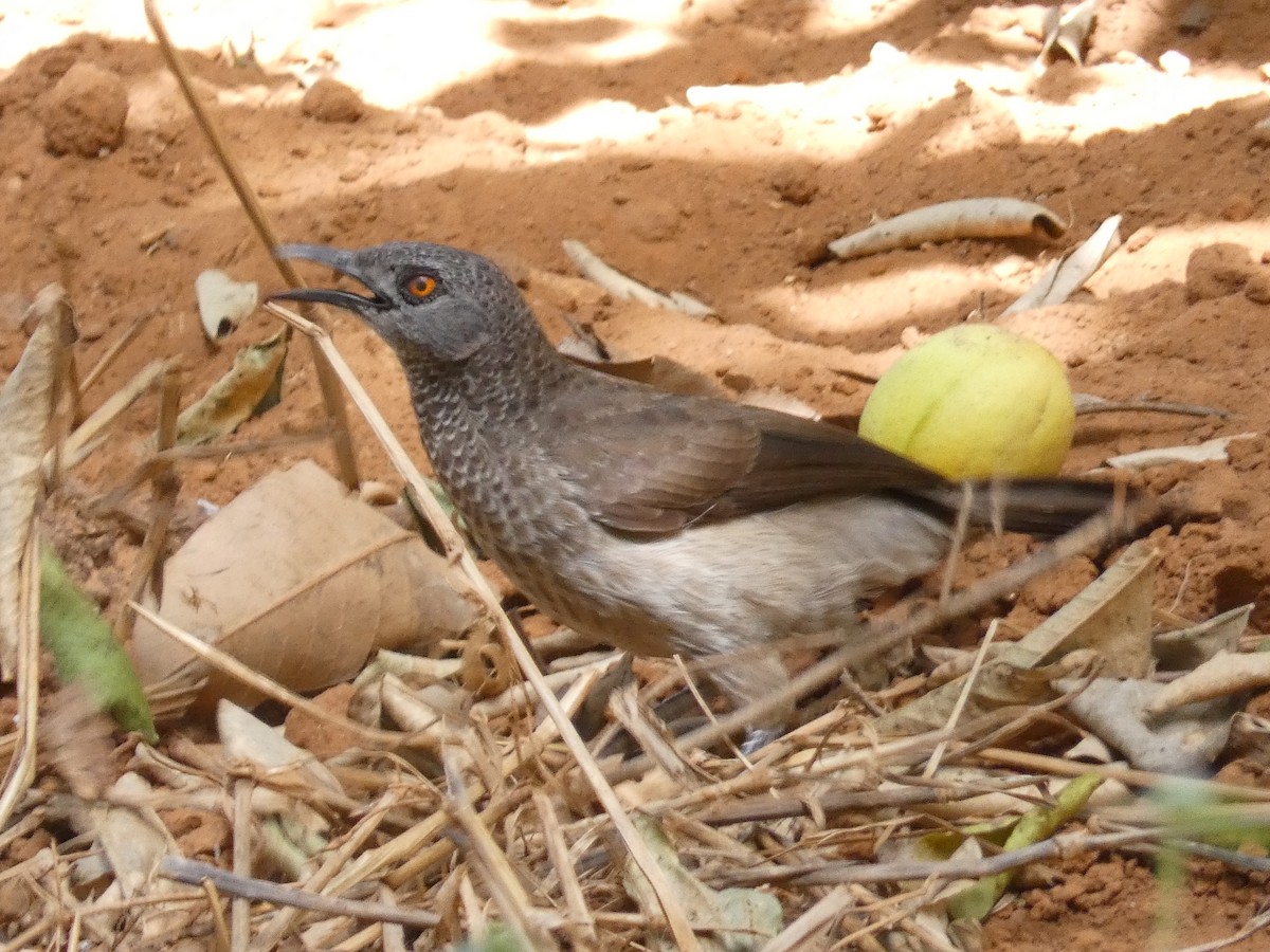 Brown Babbler - Eugene Prewitt