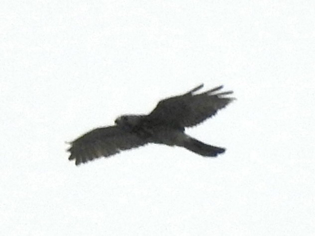 hawk sp. - ML618687870