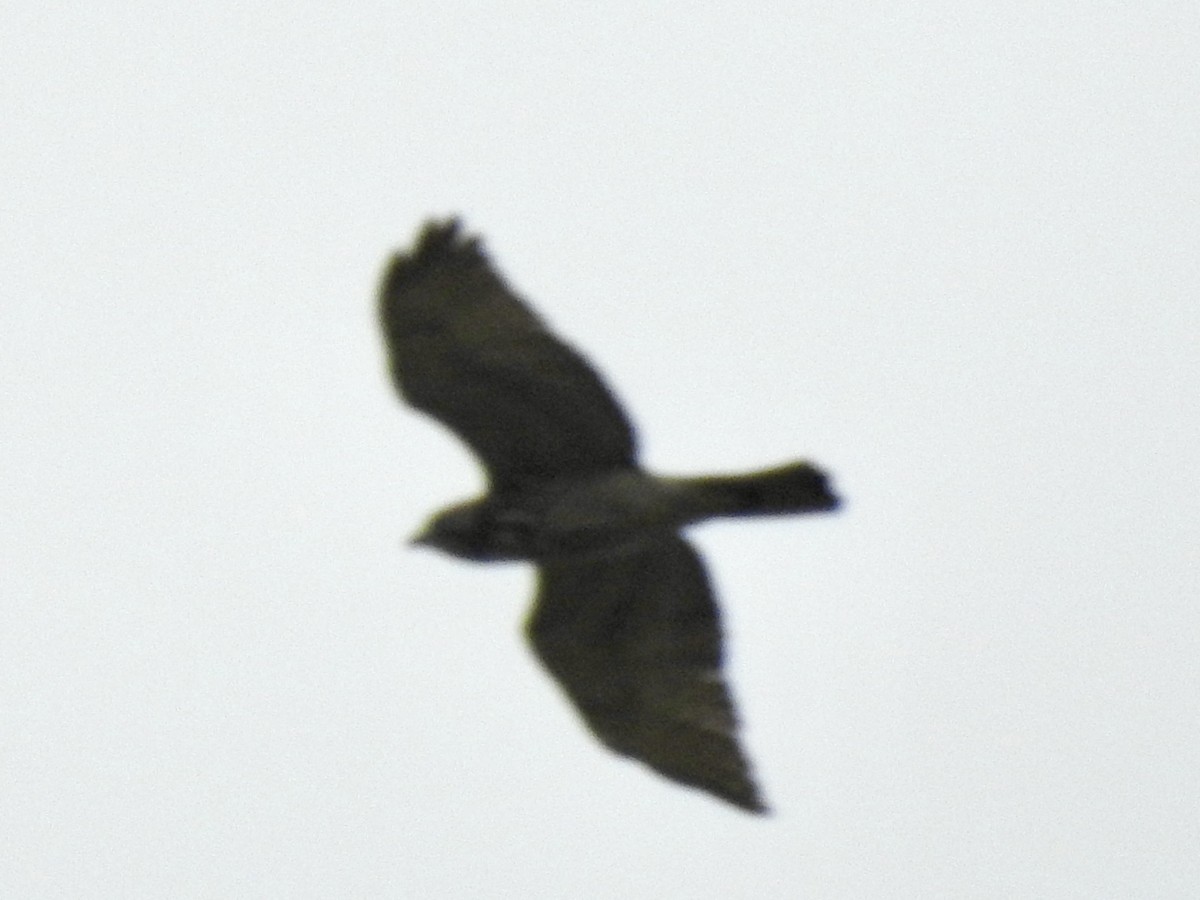 hawk sp. - ML618687871