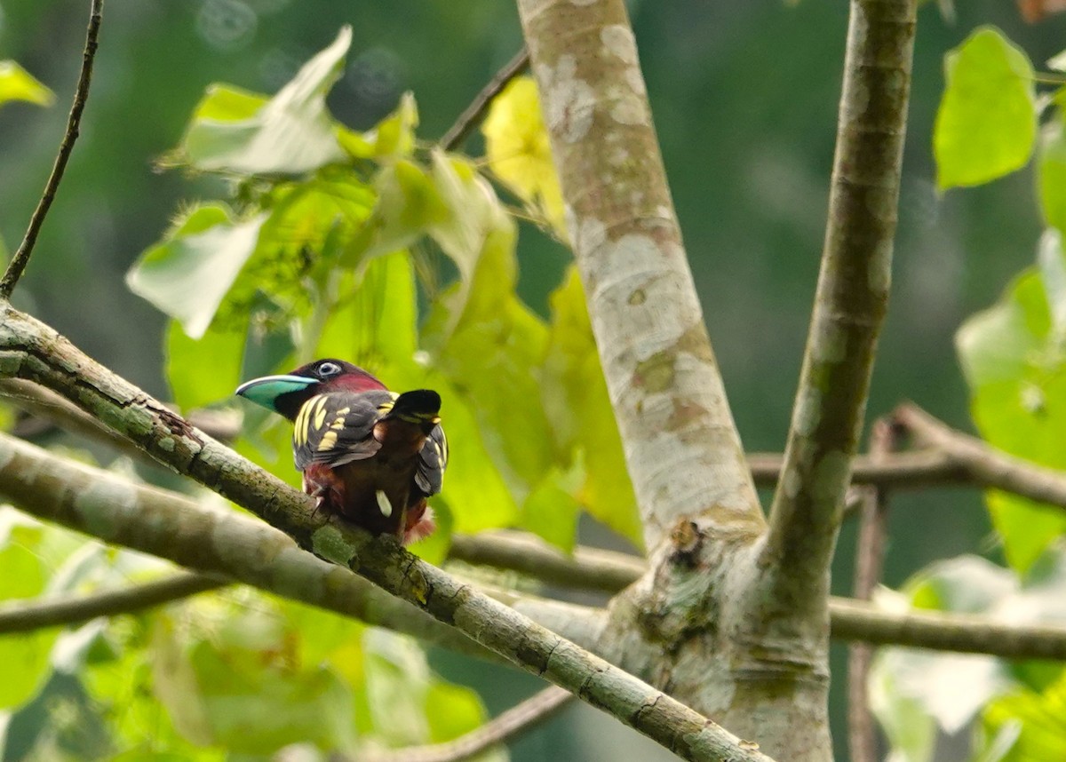 Banded Broadbill - ML618687960