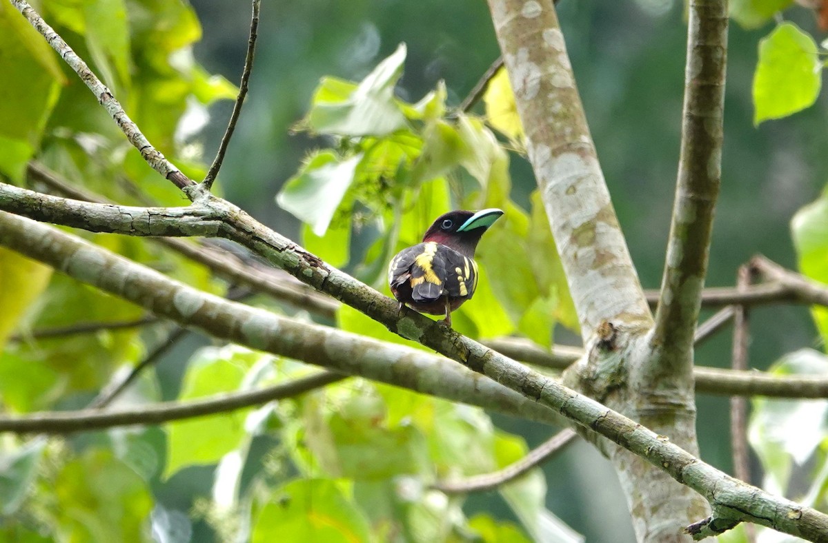 Banded Broadbill - ML618687962